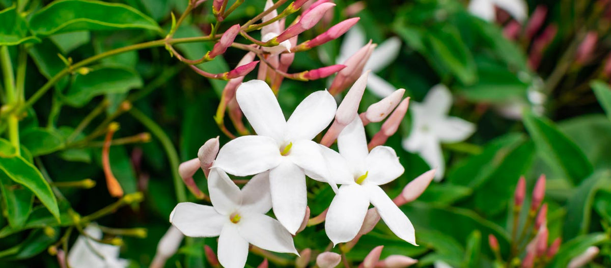 Jasmine Absolute (Sambac) Essential Oil - Aromatics International